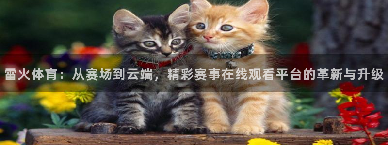搜球体育：雷火体育：从赛场到云端，精彩赛事在线观看平台的革新与升级